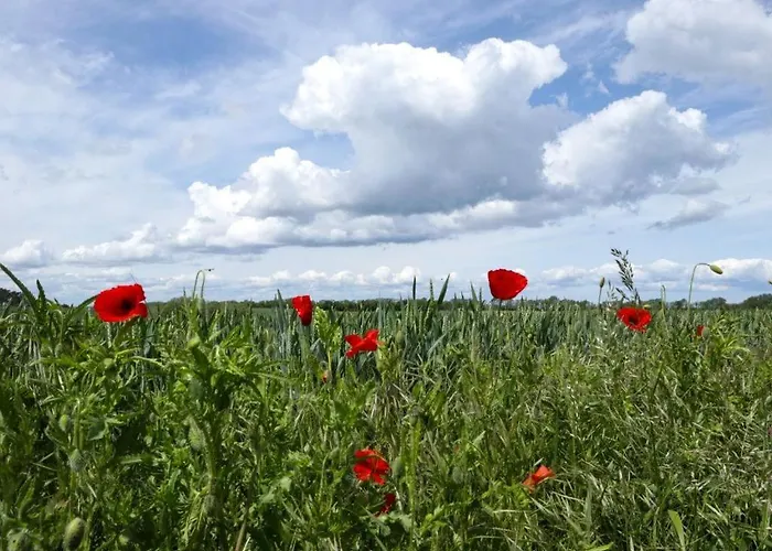 Strandgut * Groß Schwansee